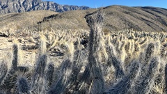 Grusonia