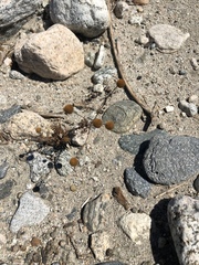 Oncosiphon pilulifer