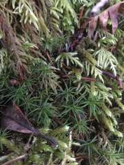Polytrichastrum alpinum