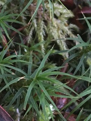 Polytrichastrum alpinum