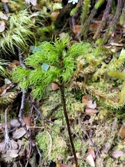 Dendroligotrichum tongariroense