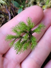 Dendroligotrichum tongariroense