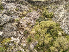 Aciphylla squarrosa