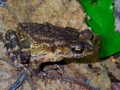 Ingerophrynus philippinicus