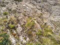 Aciphylla squarrosa