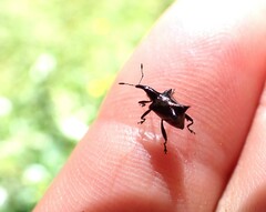 Scolopterus penicillatus