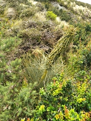 Aciphylla squarrosa