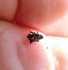 Scolopterus penicillatus