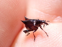 Scolopterus penicillatus