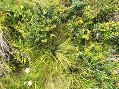 Aciphylla squarrosa