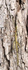Didymuria violescens