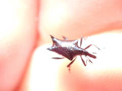 Scolopterus penicillatus