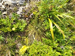 Aciphylla squarrosa