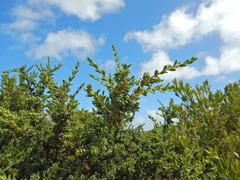 Pimelea serpyllifolia