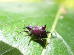 Scolopterus penicillatus