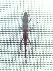Lasiorhynchus barbicornis