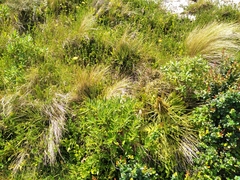 Aciphylla squarrosa