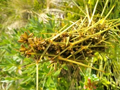 Aciphylla squarrosa