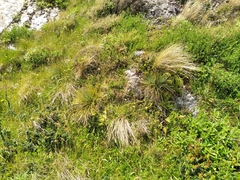 Aciphylla squarrosa