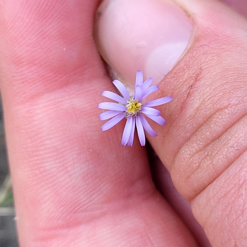 Image of Vittadinia gracilis by (c) Julia Palmer, some rights reserved (CC BY-SA)