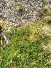 Aciphylla squarrosa