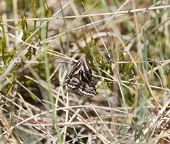 Dichromodes confluaria