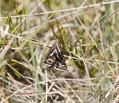 Dichromodes confluaria