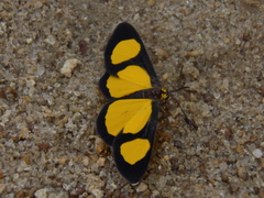 Cyllopoda jatropharia