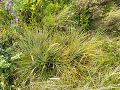 Aciphylla squarrosa