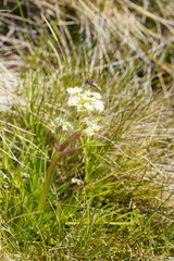 Aciphylla glacialis