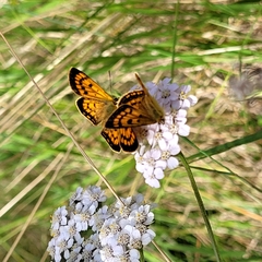 Lycaena 'canterbury common copper'