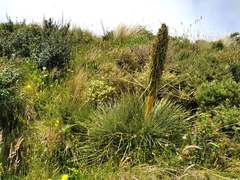 Aciphylla squarrosa