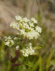 Aciphylla glacialis