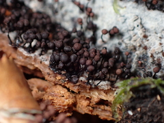 Cribraria cancellata