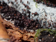 Cribraria cancellata