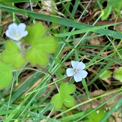 Geranium microphyllum