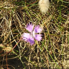 Dianthus gallicus