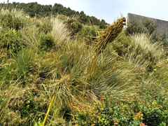 Aciphylla squarrosa