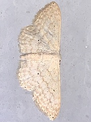 Scopula benitaria