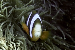 Amphiprion