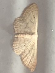 Scopula benitaria