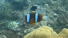 Amphiprion