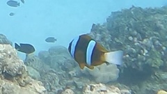 Amphiprion
