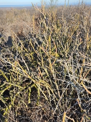 Euphorbia lomelii