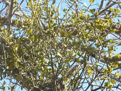 Phoradendron villosum