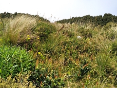 Aciphylla squarrosa