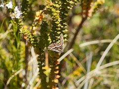 Melitulias graphicata