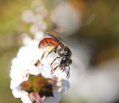Parasphecodes