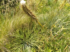 Aciphylla squarrosa