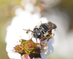 Parasphecodes